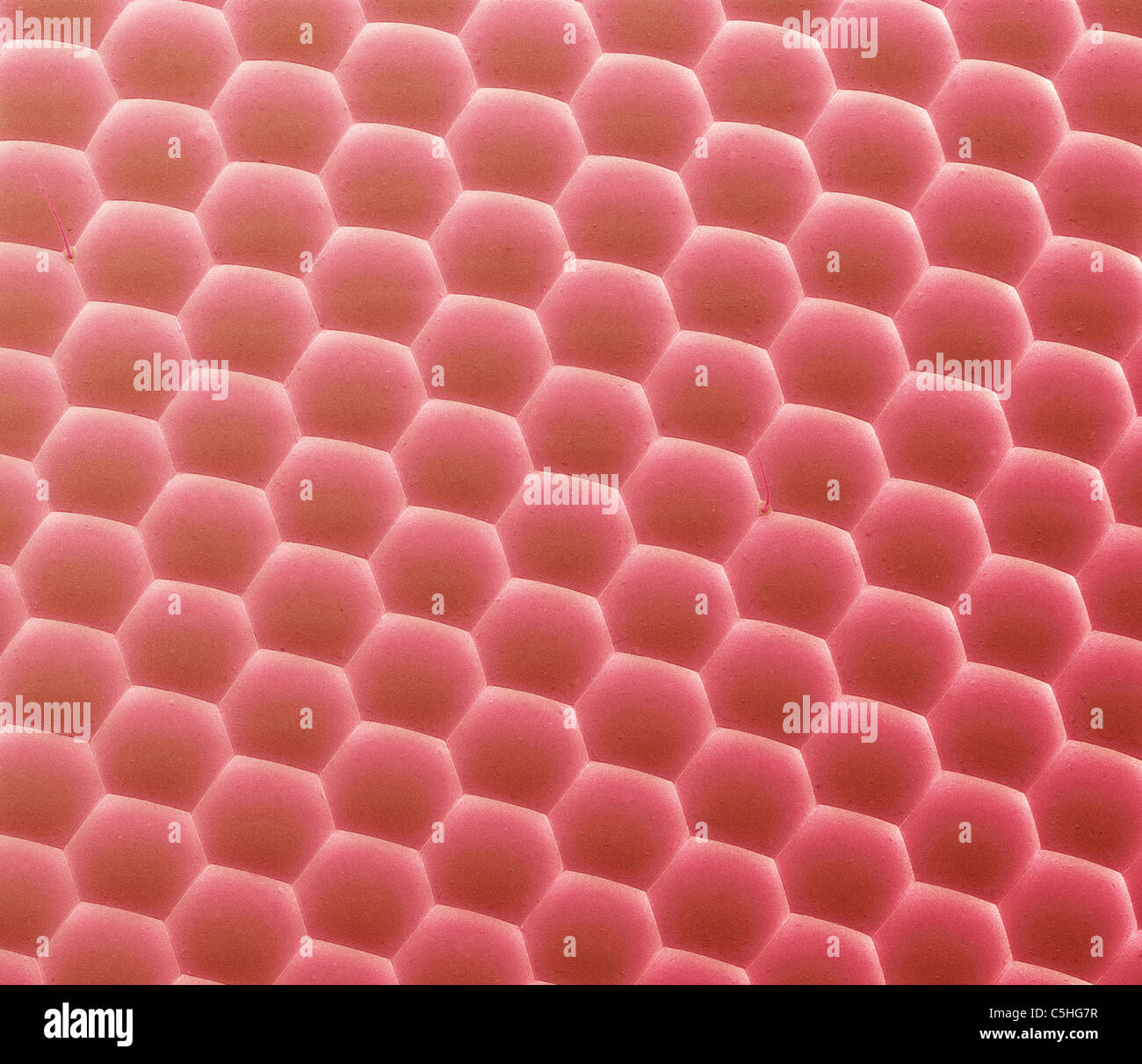 Compound Eye Sem High Resolution Stock Photography and Images - Alamy