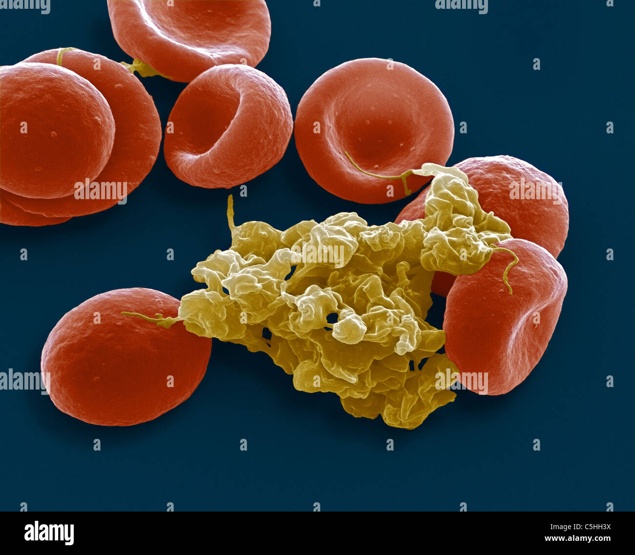 Cell Labeled Sem Blood cells, SEM Stock Photo - Alamy