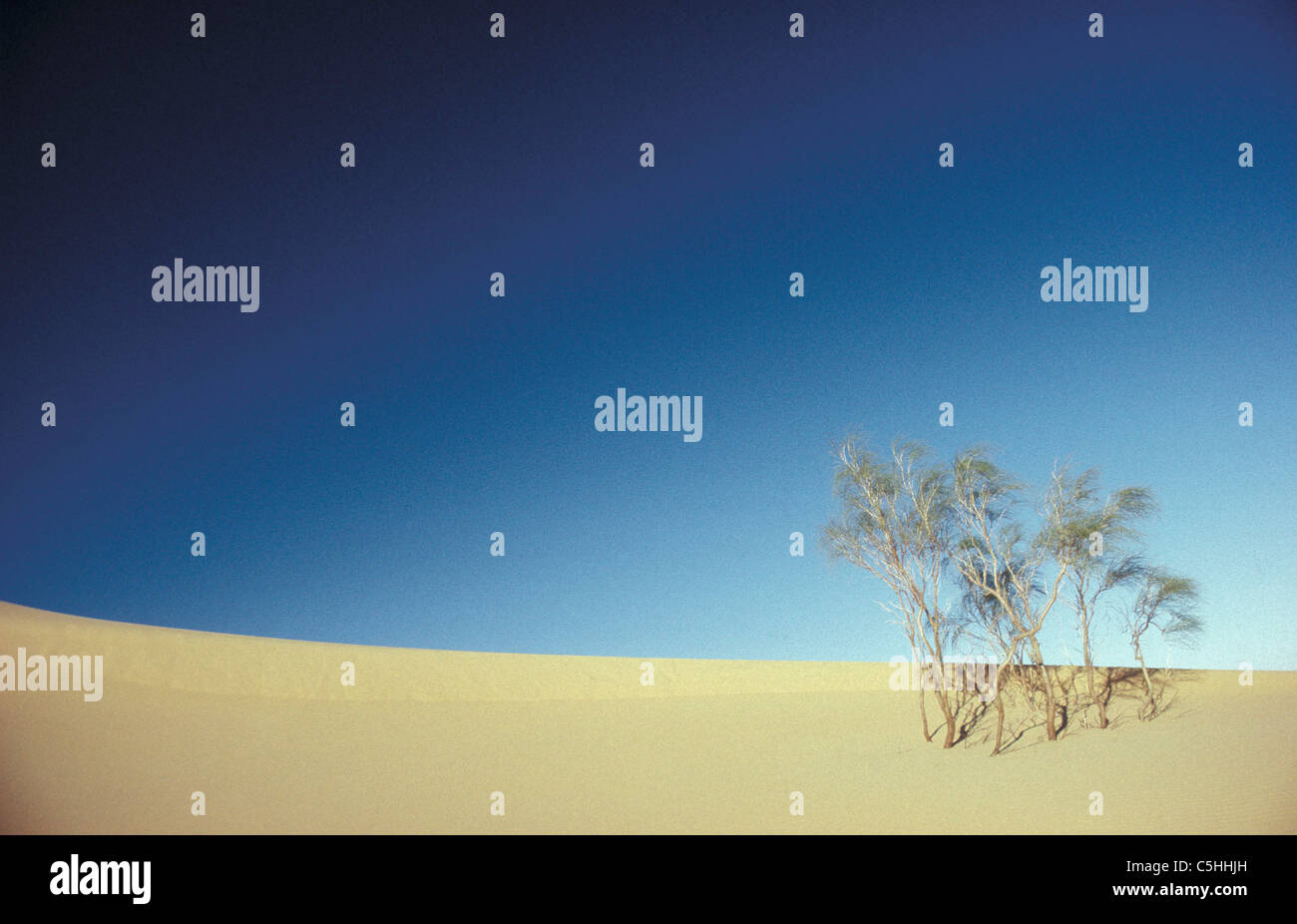 Algeria. Deb Deb. Sahara desert. Bushes on sanddunes. Stock Photo