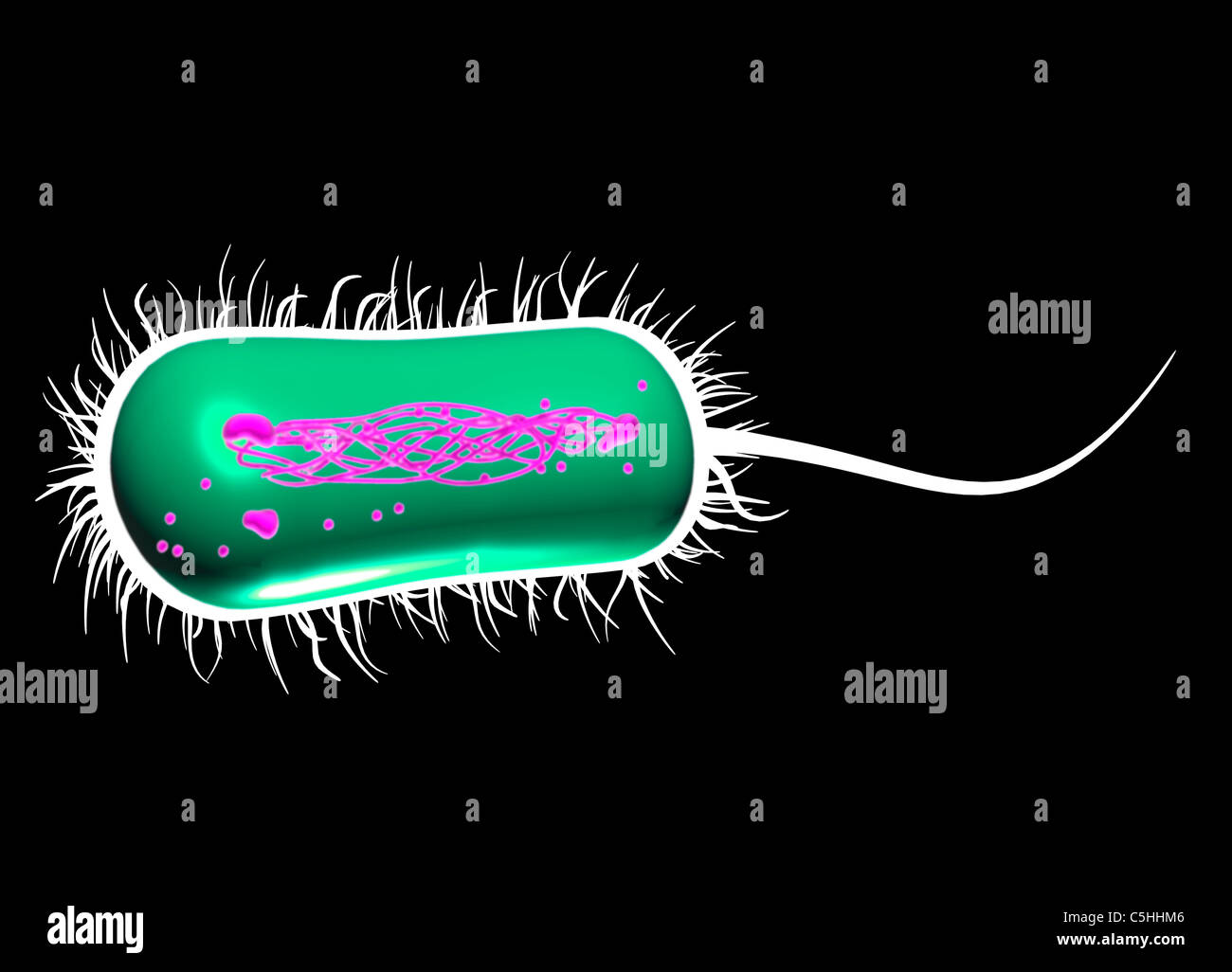 E Coli Bacteria Computer High Resolution Stock Photography and Images