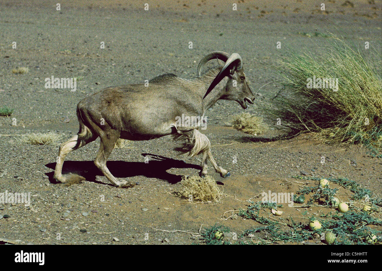 Algeria. near Djanet. Sahara desert. Bearded moufflon (ammotragus lervia). Stock Photo