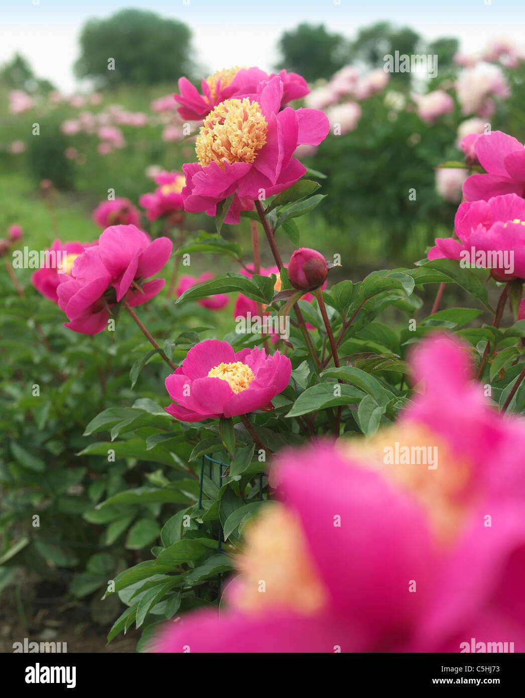 Mandarins Coat peony Blooms Stock Photo - Alamy