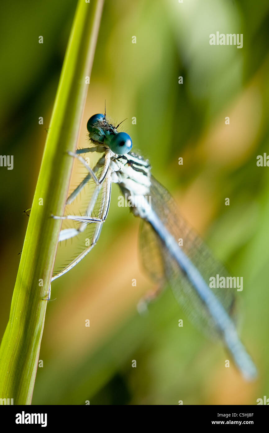 dragonfly sitting on grass stalk Stock Photo - Alamy