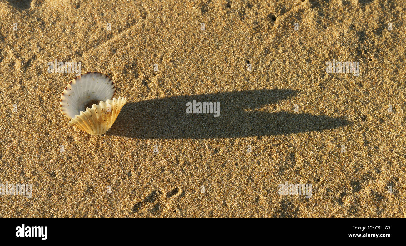 Clam shell beach hi-res stock photography and images - Alamy
