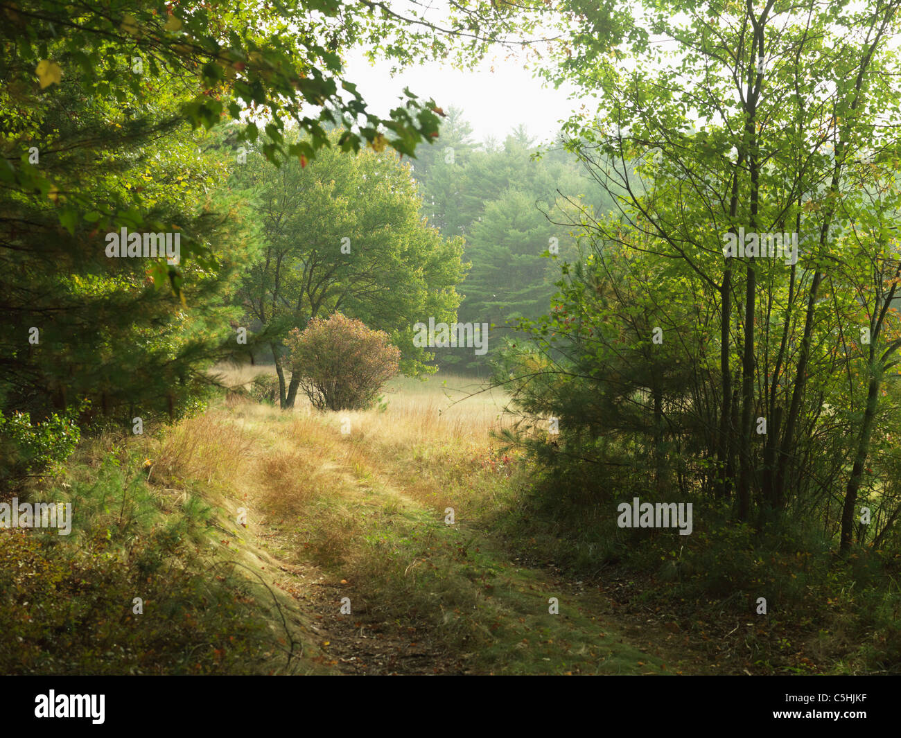 pathway in woods in Rhode Island USA Stock Photo