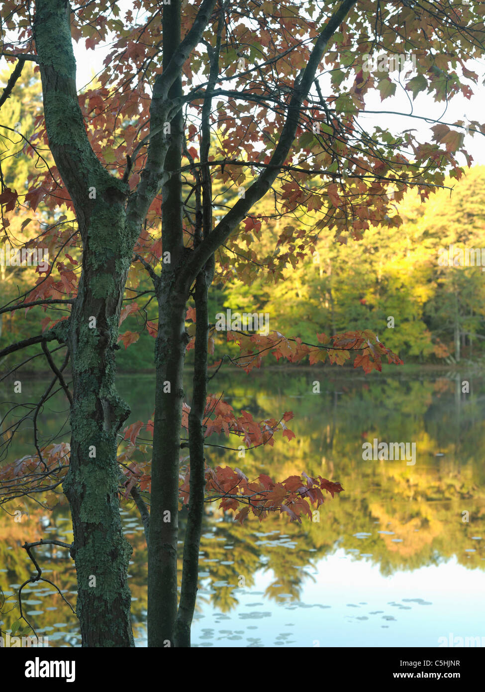 a fall scene with tree and lake Stock Photo - Alamy