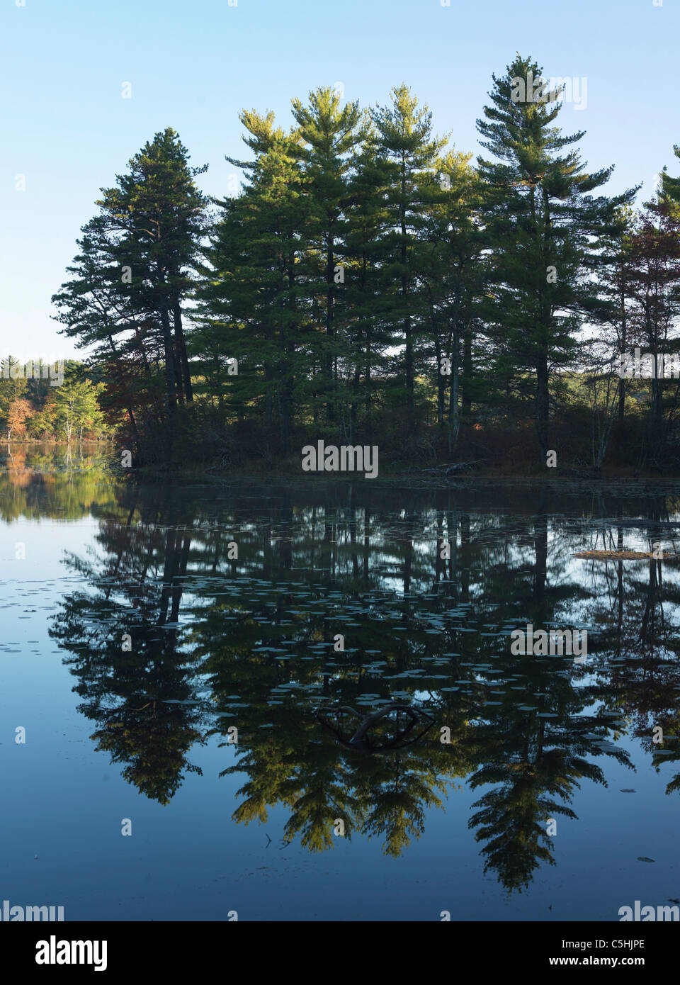 trees reflected in lake Stock Photo - Alamy