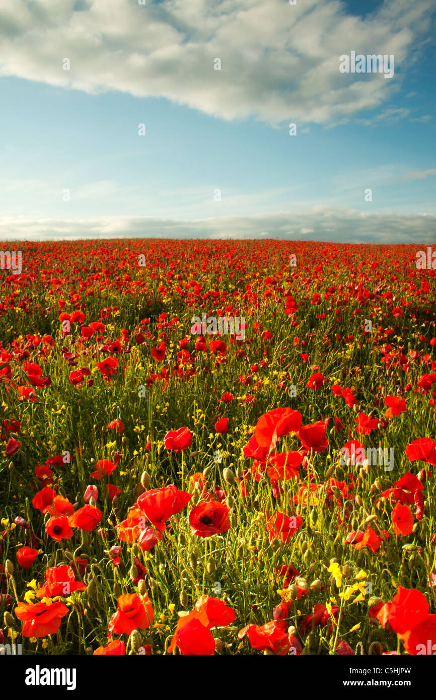 A field of poppies in Dorset Stock Photo Alamy