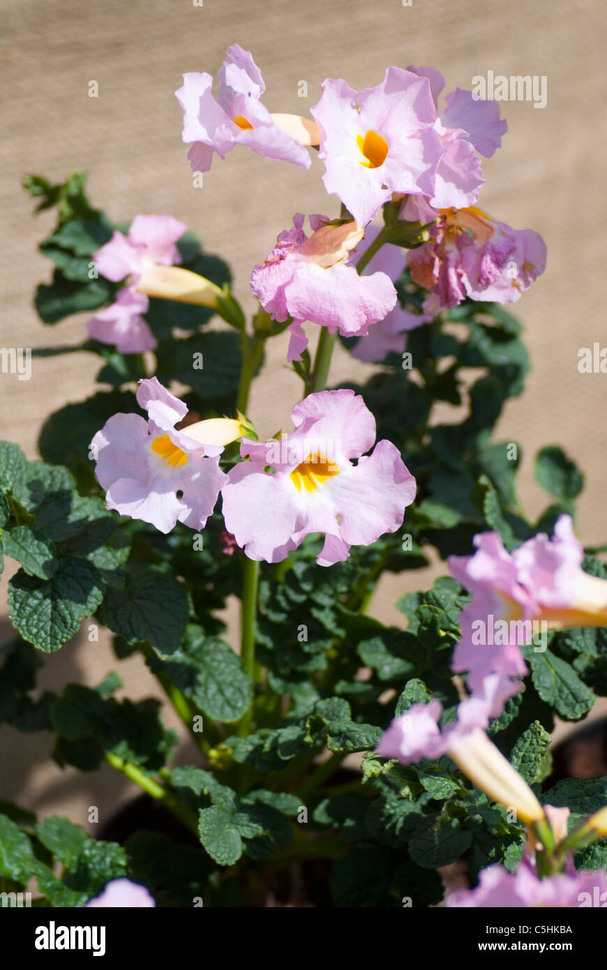 Incarvillea (Garden Gloxinia) Stock Photo