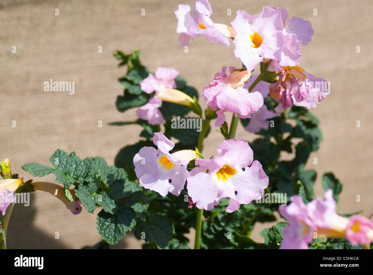 Incarvillea (Garden Gloxinia) Stock Photo