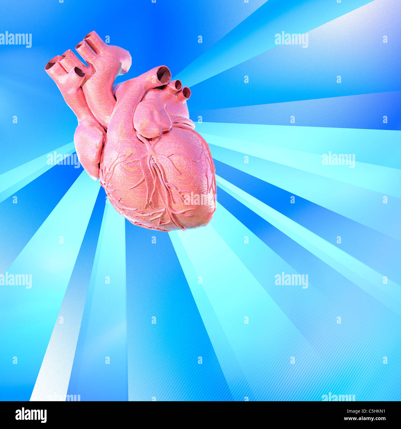 Heart heartbeat anatomy hi-res stock photography and images - Alamy