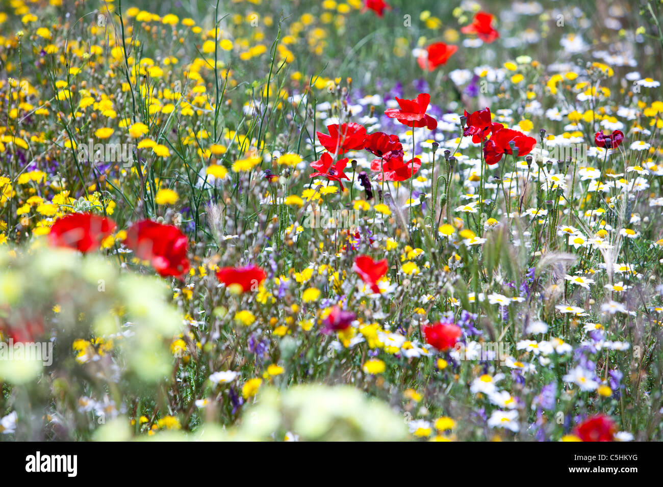 Grass verge with wild flowers hi-res stock photography and images - Alamy