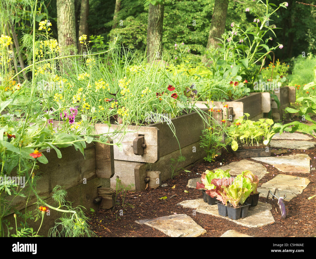 seedlings ready to be planted in raised bed horizontal Stock Photo