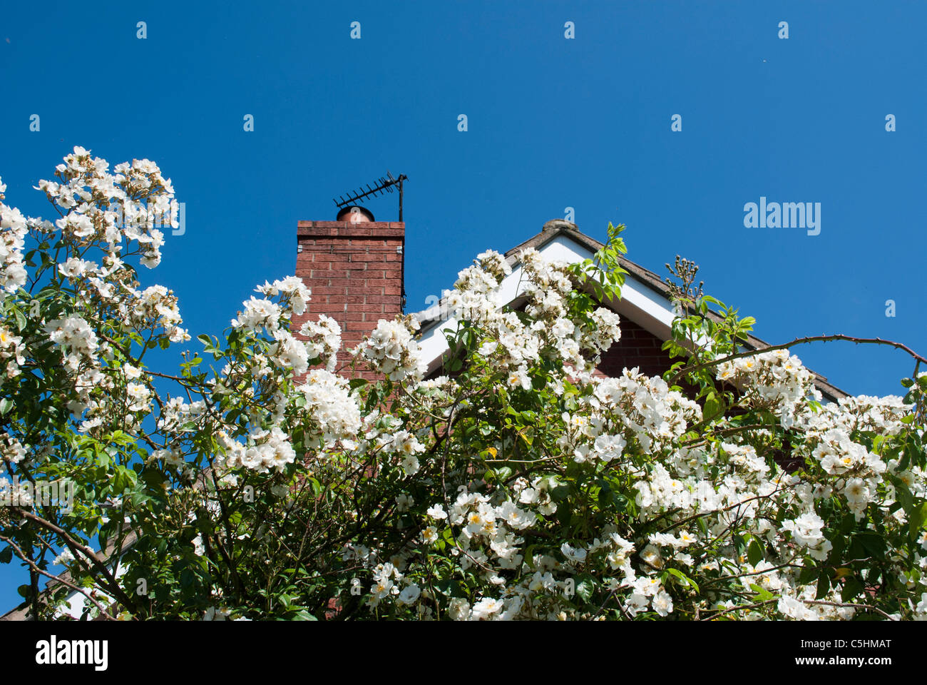 Pergola white rambling rose rambling hi-res stock photography and ...