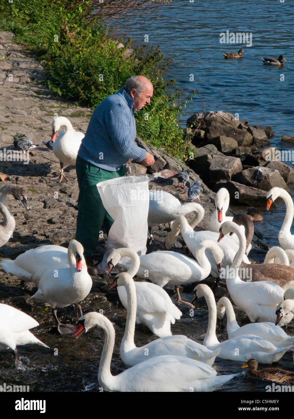 Mann fuettert Schwaene am Moselufer, Cochem, Mosel, Man feeding swans at the riverside, Cochem, Moselle Stock Photo