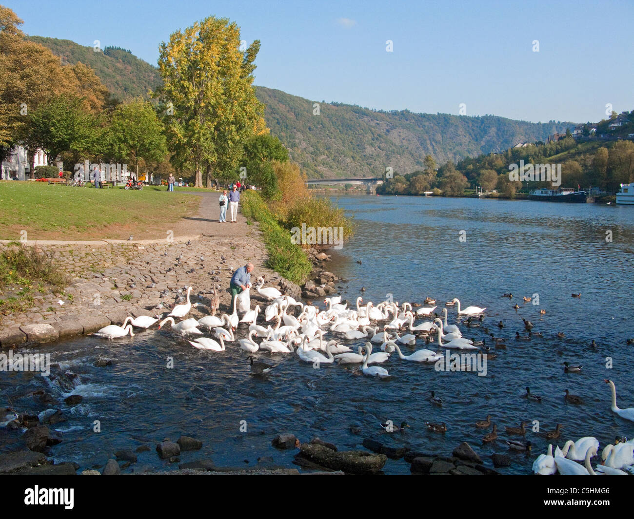 Mann fuettert Schwaene am Moselufer, Cochem, Mosel, Man feeding swans at the riverside, Cochem, Moselle Stock Photo