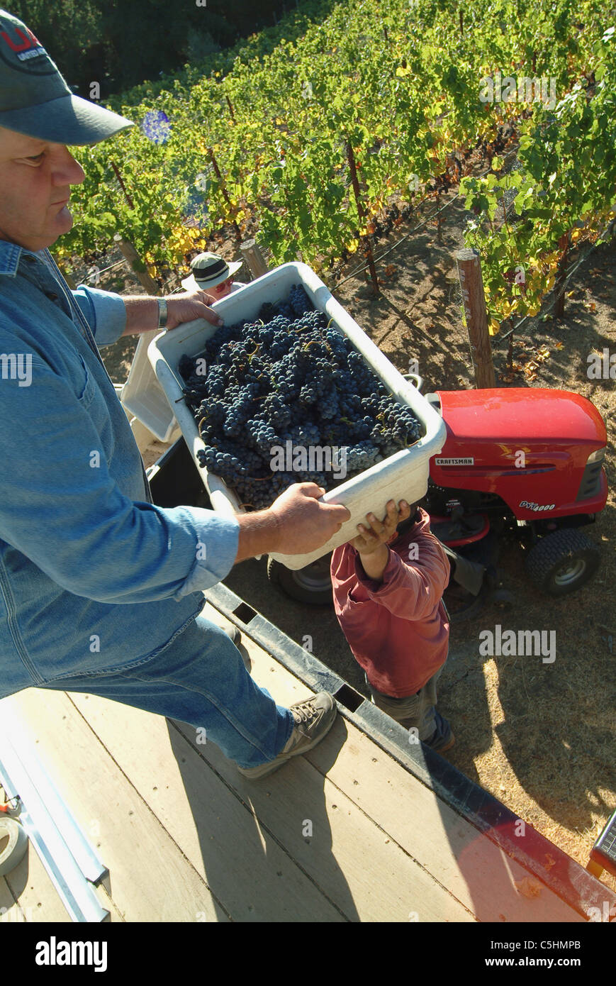 A vineyard worker hands a bin of freshly picked wine grapes to another worker on the truck Stock Photo