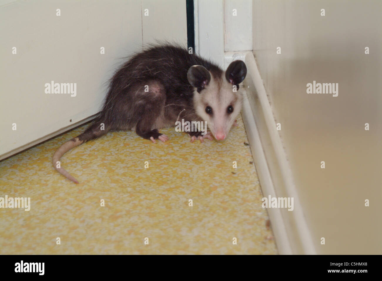 Possum cornered in the service porch of a home in Arcadia California. Stock Photo