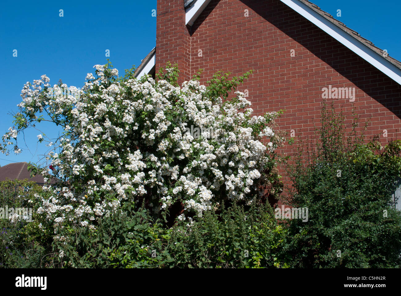 Pergola white rambling rose rambling hi-res stock photography and ...