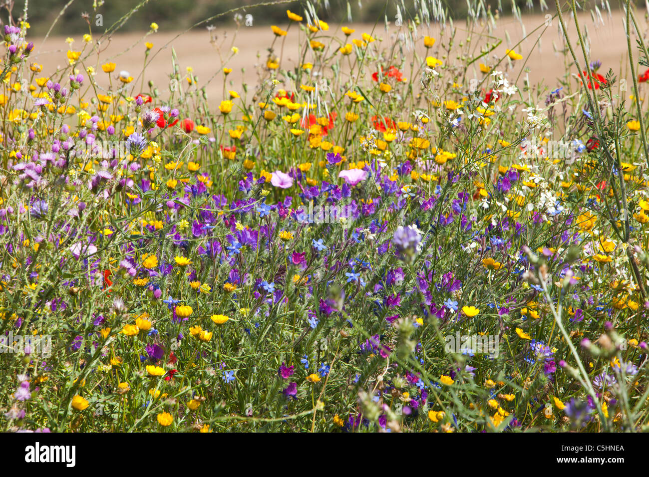 Roadside Verge Flower High Resolution Stock Photography and Images - Alamy