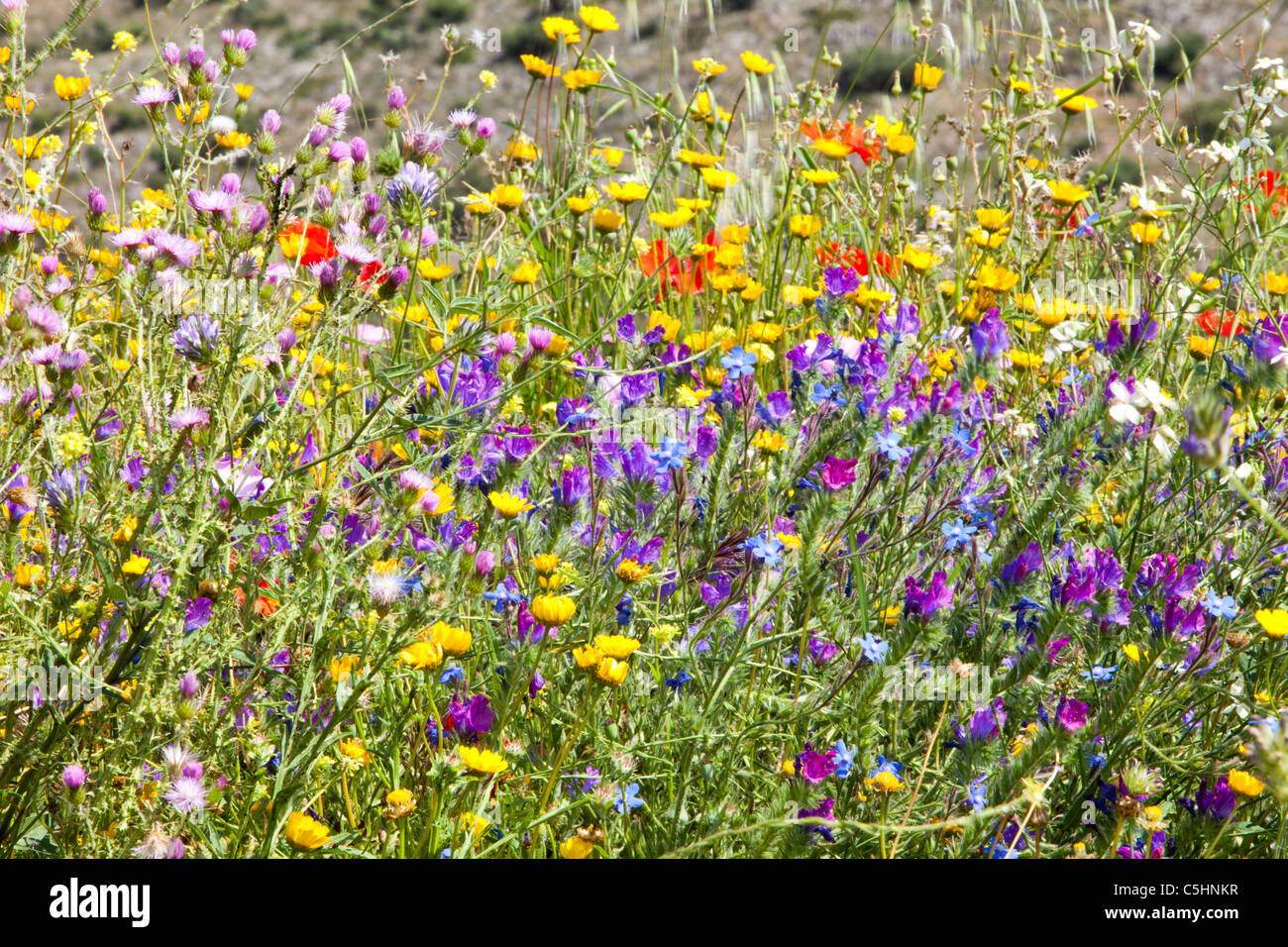 Wildflowers growing on roadside hi-res stock photography and images - Alamy