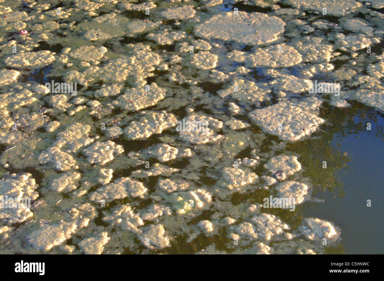 Pond scum High Resolution Stock Photography and Images Alamy