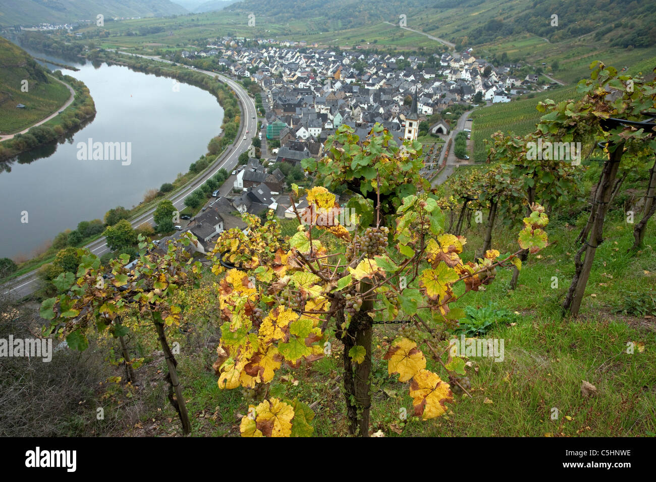 Weinreben, Weintrauben auf dem Calmont, Moselschleife bei Bremm, Vines on the Calmont, near the village Bremm, Moselle Stock Photo