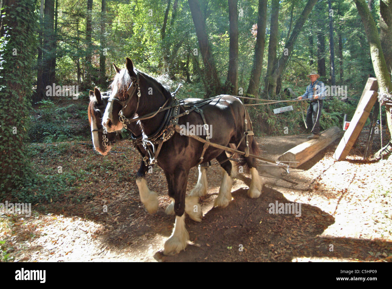 Two draft horses are hitched up and dragging a redwood log downhill to a saw mill in Occidental California. Stock Photo