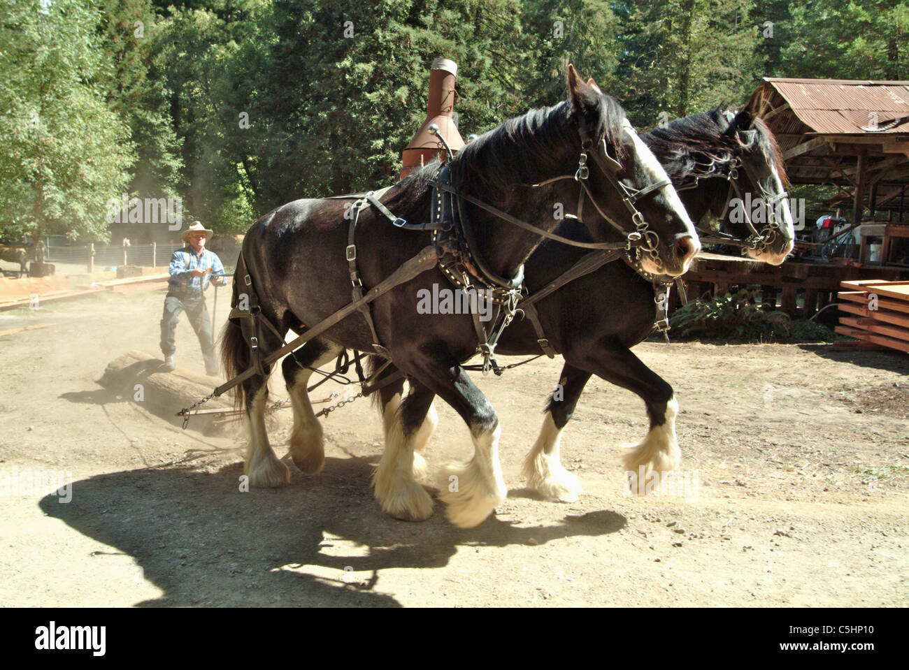 Two draft horses are hitched up and dragging a redwood log to a saw mill in Occidental California. Stock Photo
