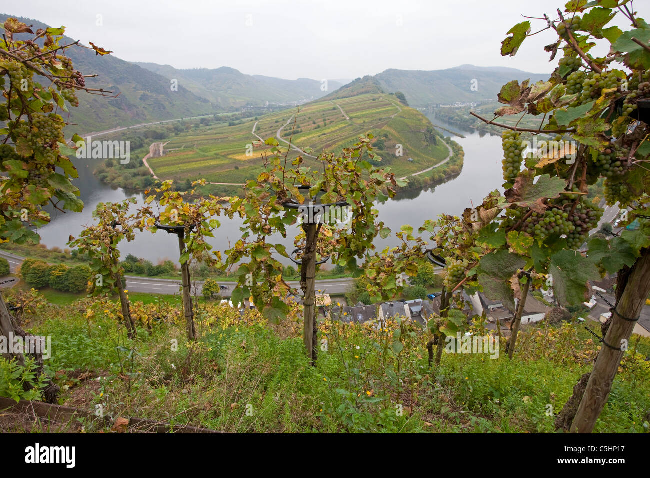 Weinreben auf dem Calmont, Moselschleife bei Bremm, Mosel, Vineyard at the Calmont, Moselle curve at Bremm, Moselle Stock Photo