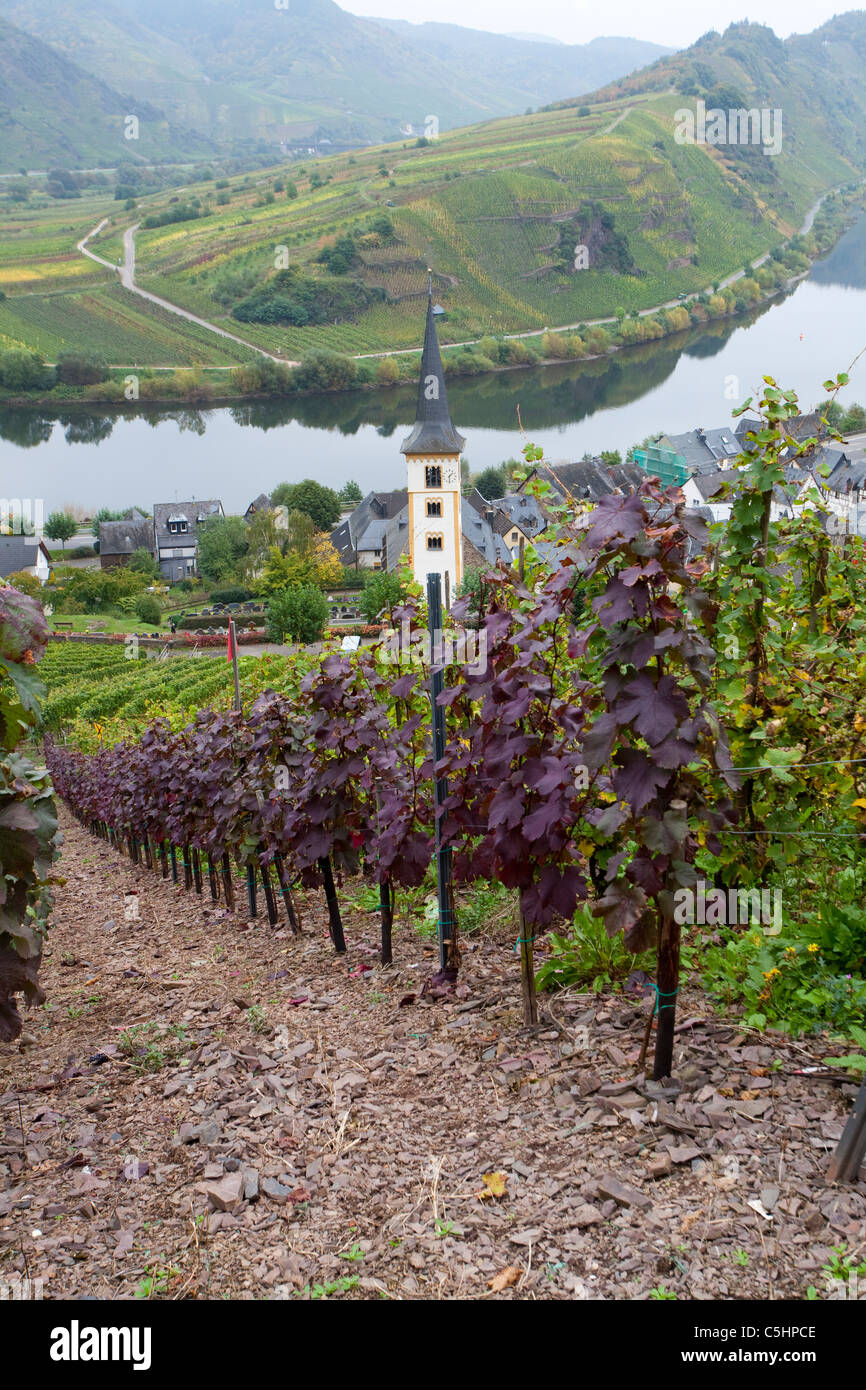 Weinreben, Weintrauben auf dem Calmont, Moselschleife bei Bremm, Vines on the Calmont, near the village Bremm Stock Photo