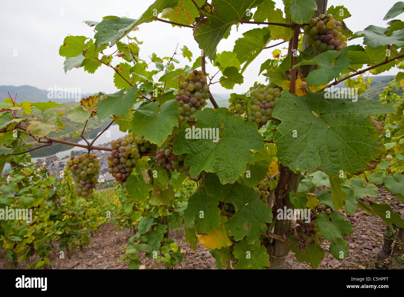 Weinreben, Weintrauben auf dem Calmont, Moselschleife bei Bremm, Vines on the Calmont, near the village Bremm Stock Photo