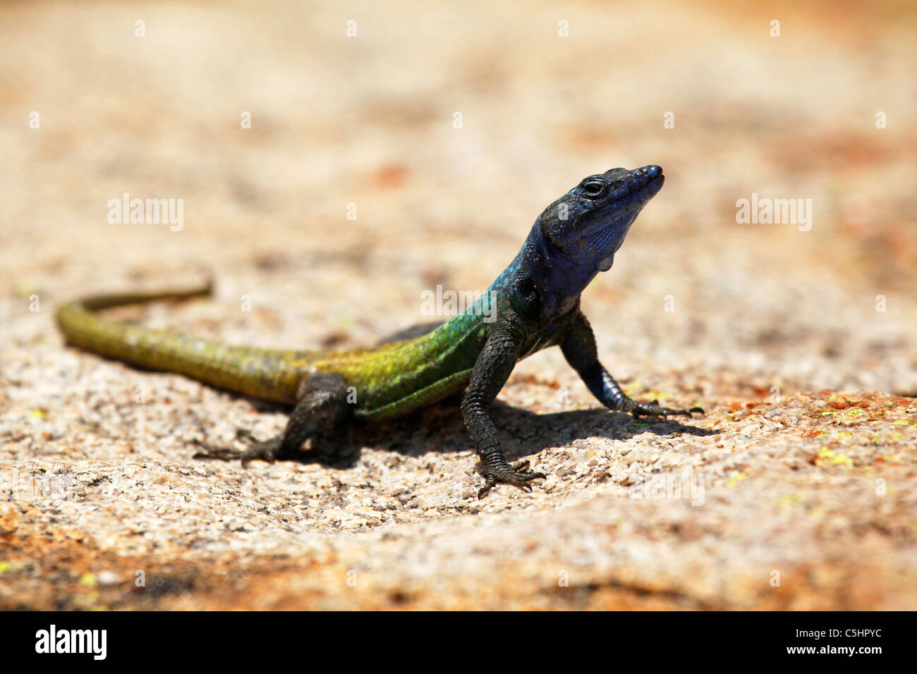 A lizard in the Matobo National Park, Zimbabwe. Stock Photo