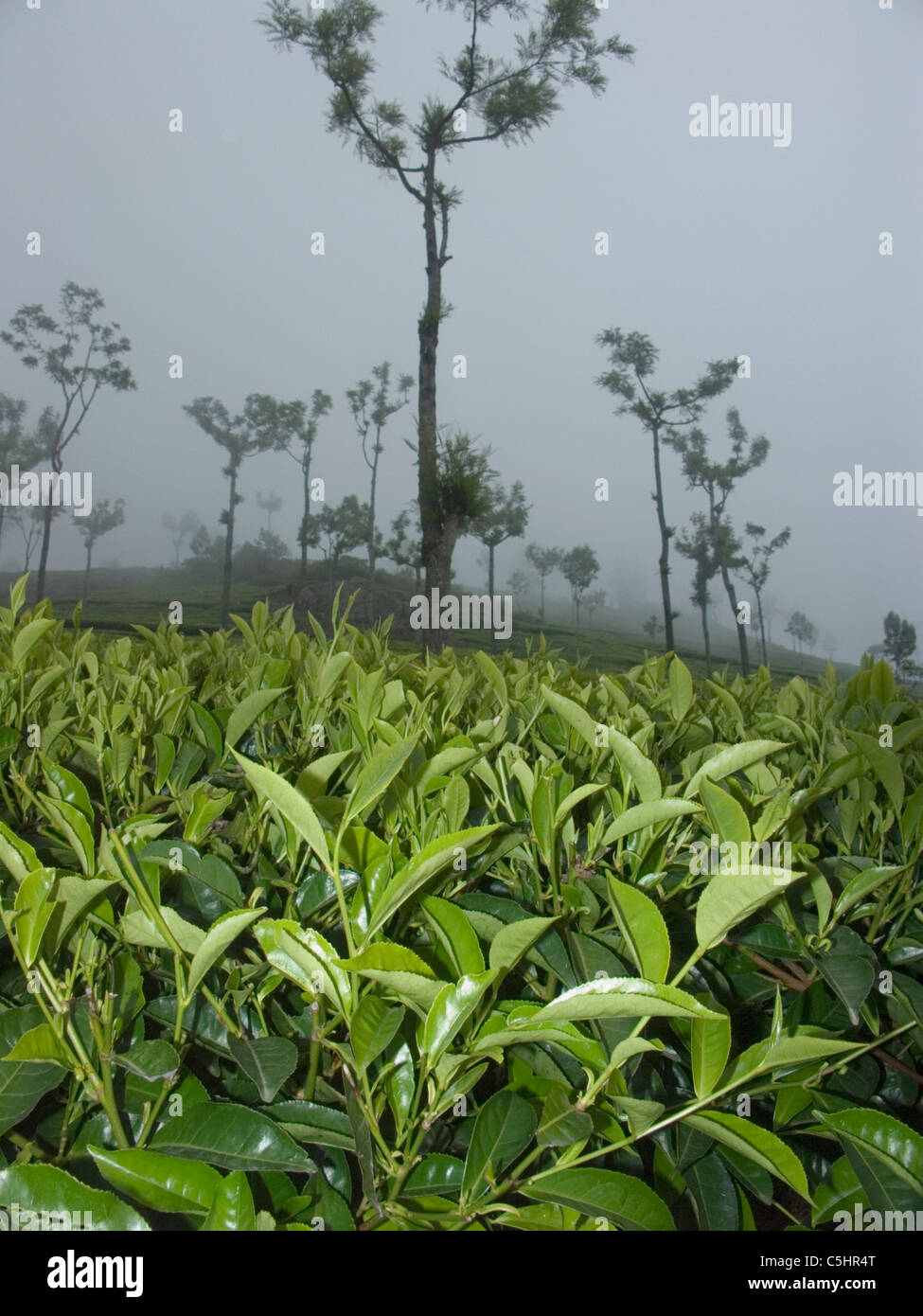 Tea growing on hillsides in tea estates near Ooty in Tamil Nadu, India Stock Photo
