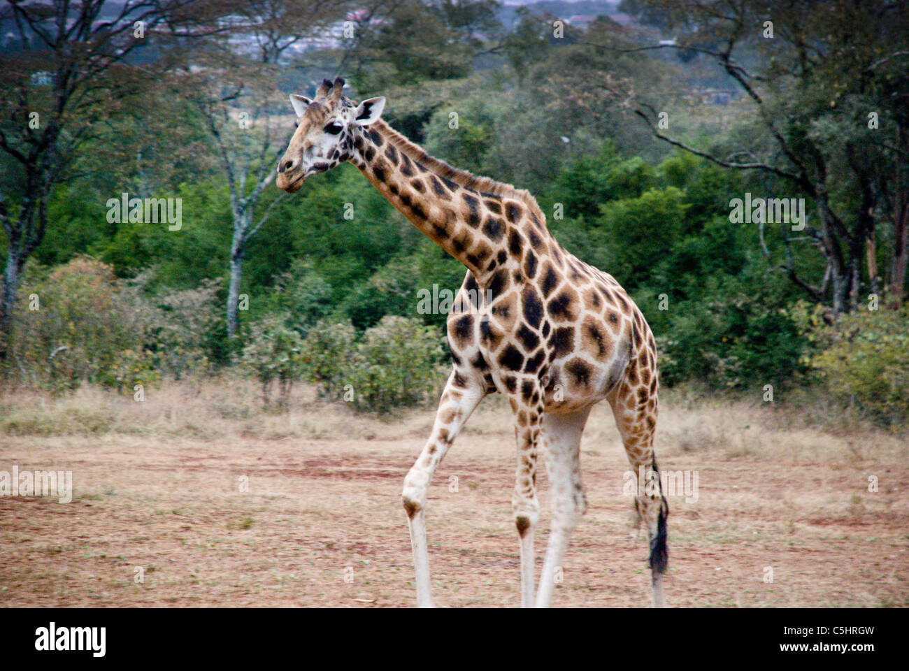 Rothschild Giraffe, Giraffa camelopardalis rothschild, Giraffe Manor, Nairobi, Kenya, Africa Stock Photo
