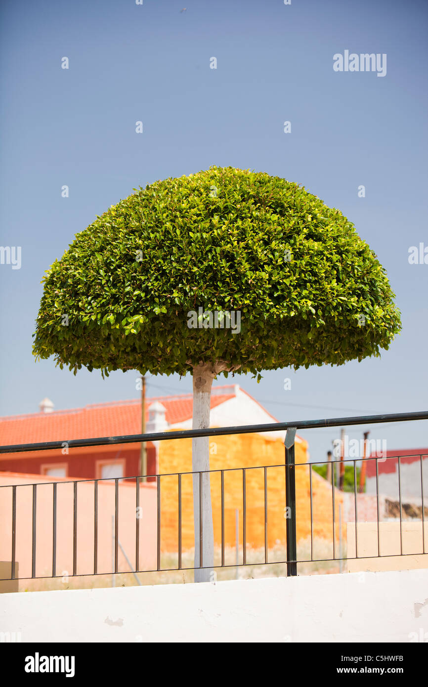 Shaped Orange trees in Benacazon, Andalucia, Spain. Stock Photo