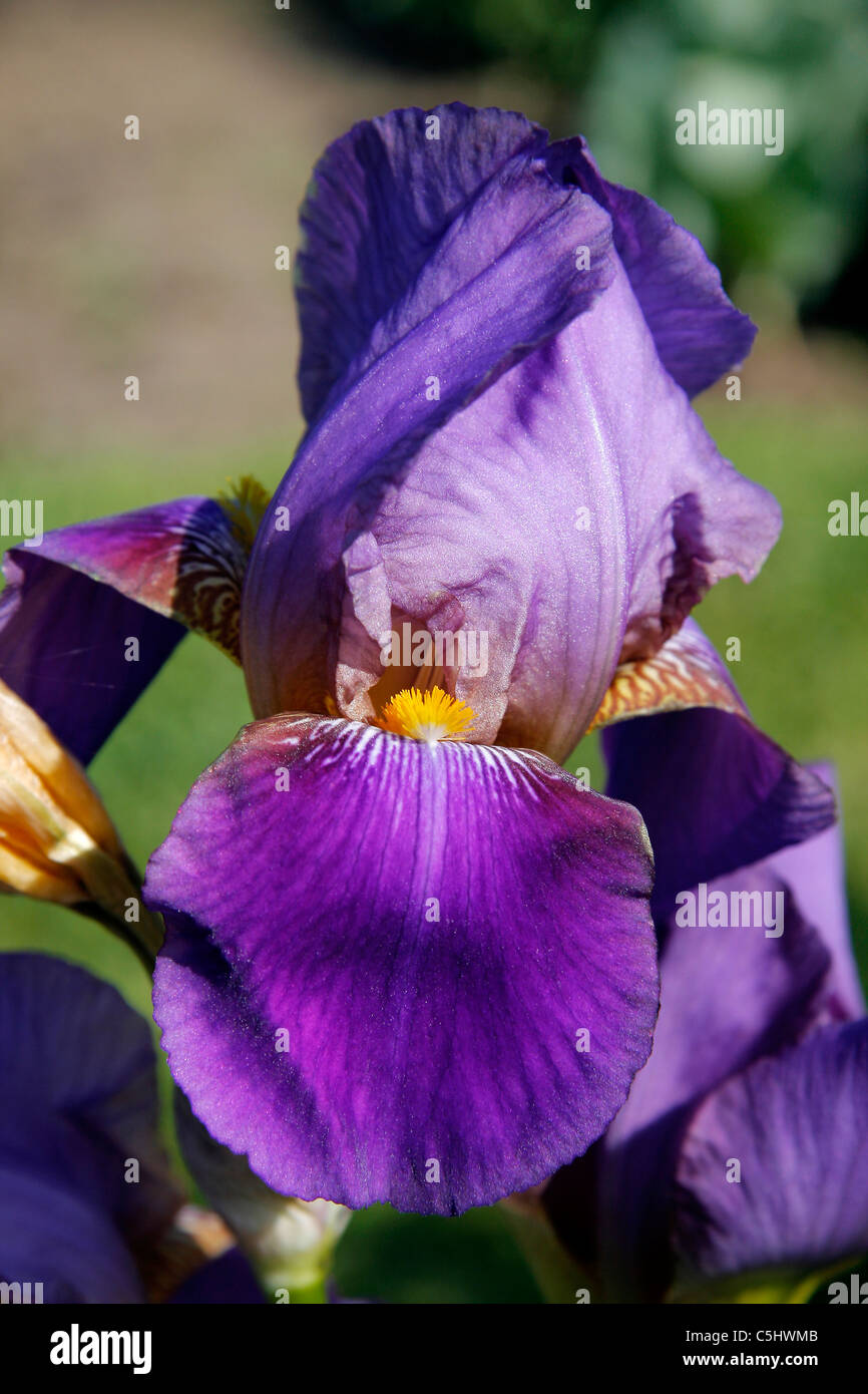 Garden iris, German iris, bearded iris, fleur-de-lis, flag (Iris germanica). Stock Photo
