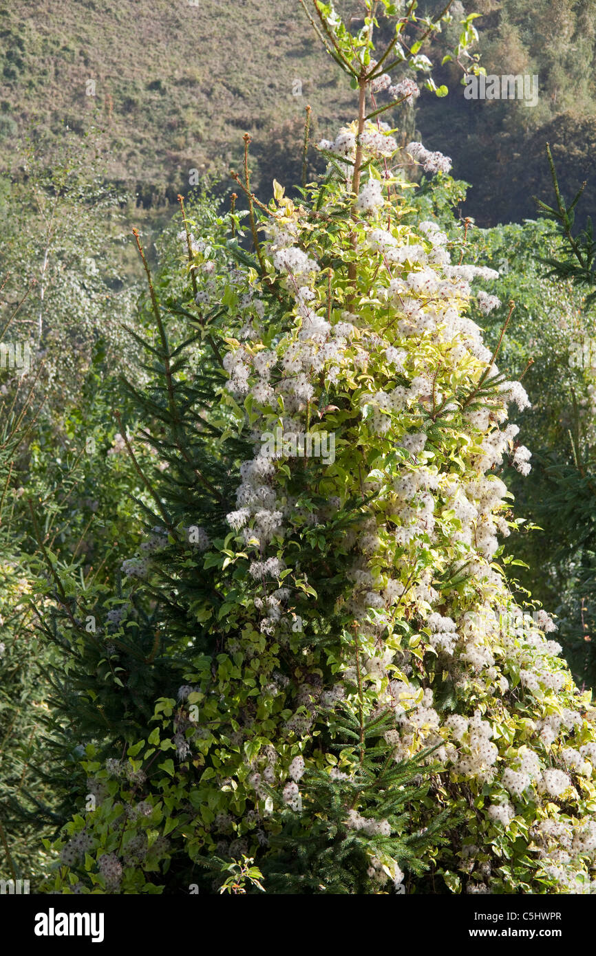 Gemeine Waldrebe oder Gewoehnliche Waldrebe, Clematis vitalba, Mosel Old Man's Beard, Clematis vitalba, Moselle Stock Photo