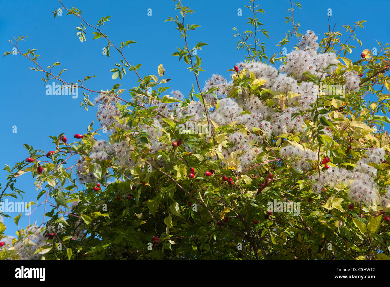 gemeine-waldrebe-oder-gewoehnliche-waldrebe-clematis-vitalba-mosel