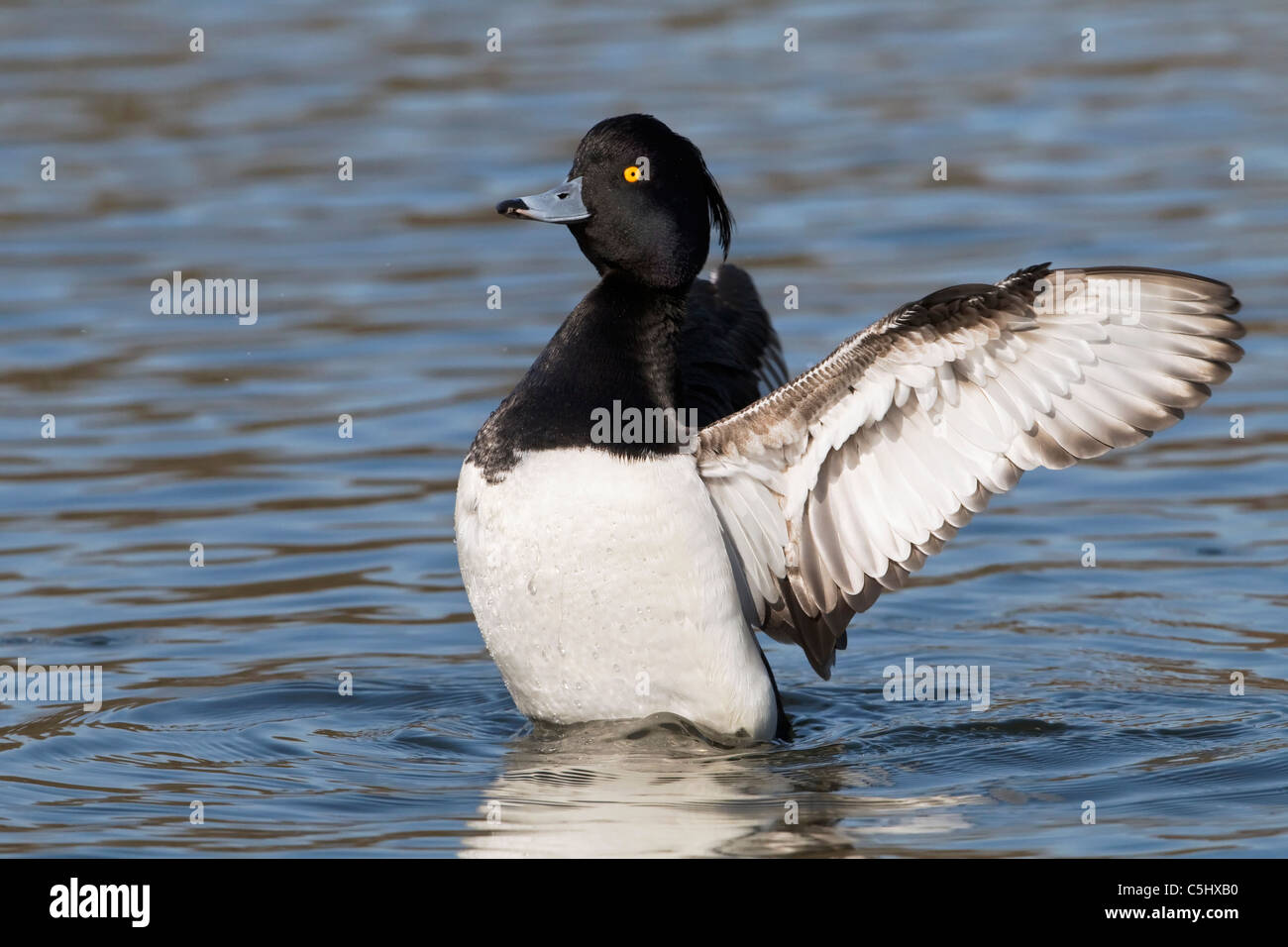A male Tufted Duck flapping its wings after preening Stock Photo