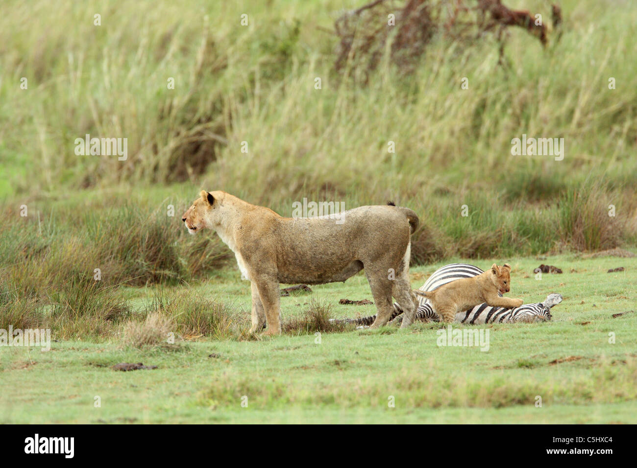 Female lion and her cub, Panthera leo, feeding on their zebra prey Serengeti Tanzania Stock Photo