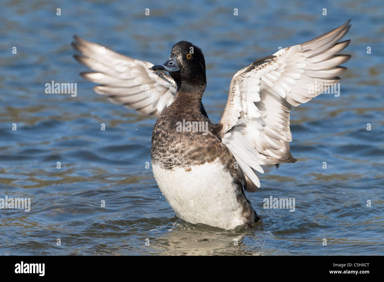 A female Tufted Duck flapping its wings after preening Stock Photo
