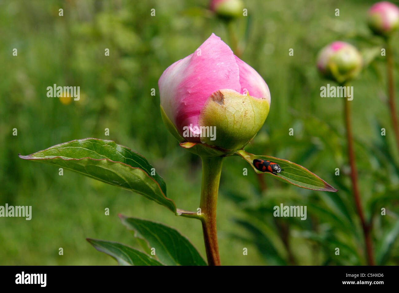 China peony button with an insect on a leaf (Paeonia lactiflora Stock ...