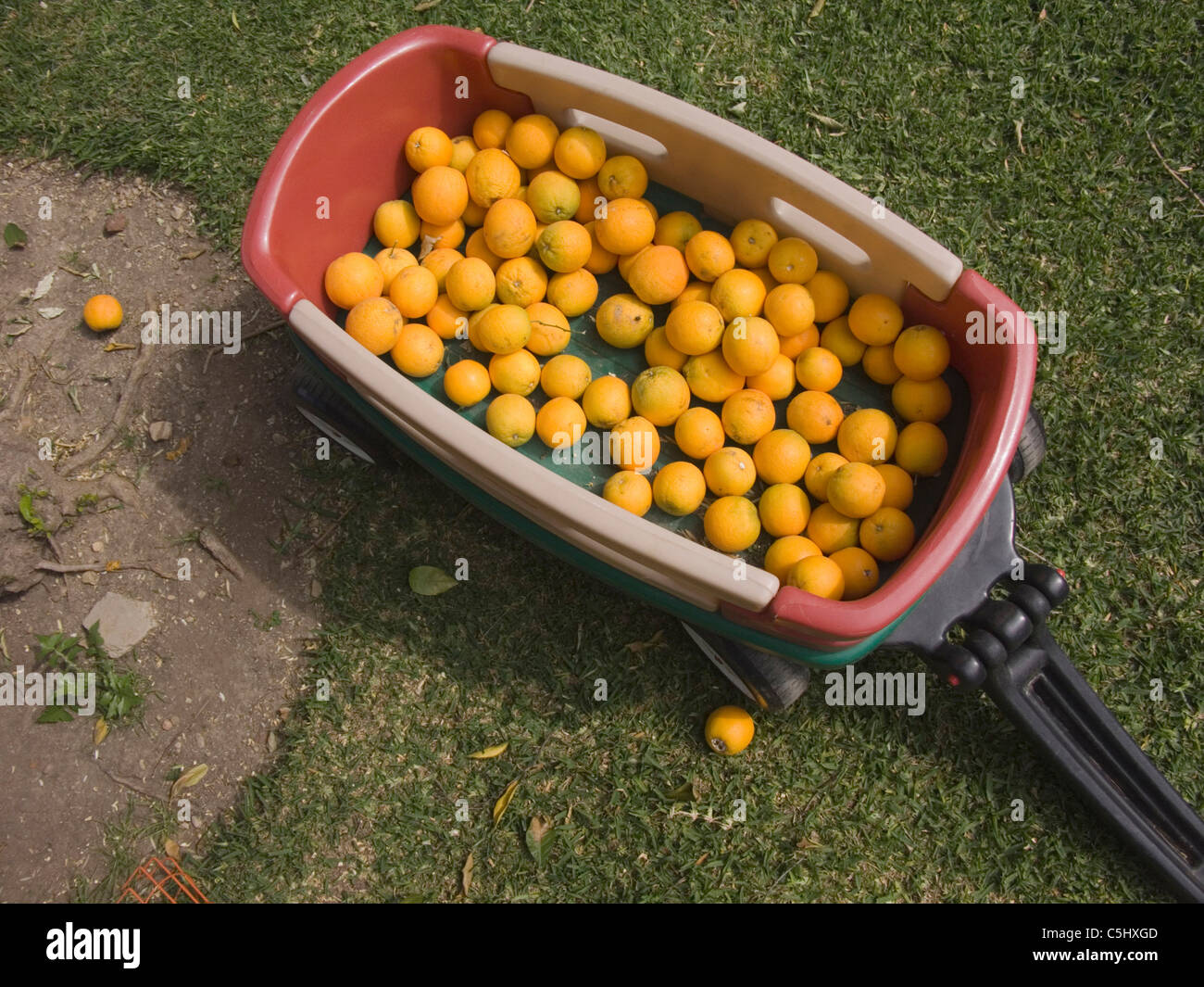 Oranges in backyard kids wagon in Northridge, California Stock Photo