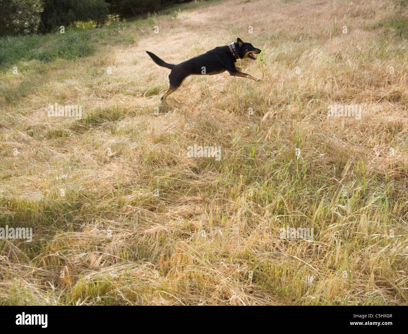 Northridge, California - 11/24/04 - Dog runs in wild grass .  Â¬Â©David H Wells / The Image Works Stock Photo