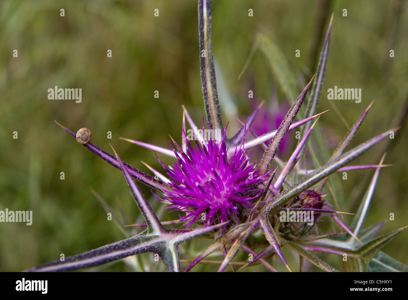 Spring flower Thistle, Israel (Silybum marianum) Stock Photo