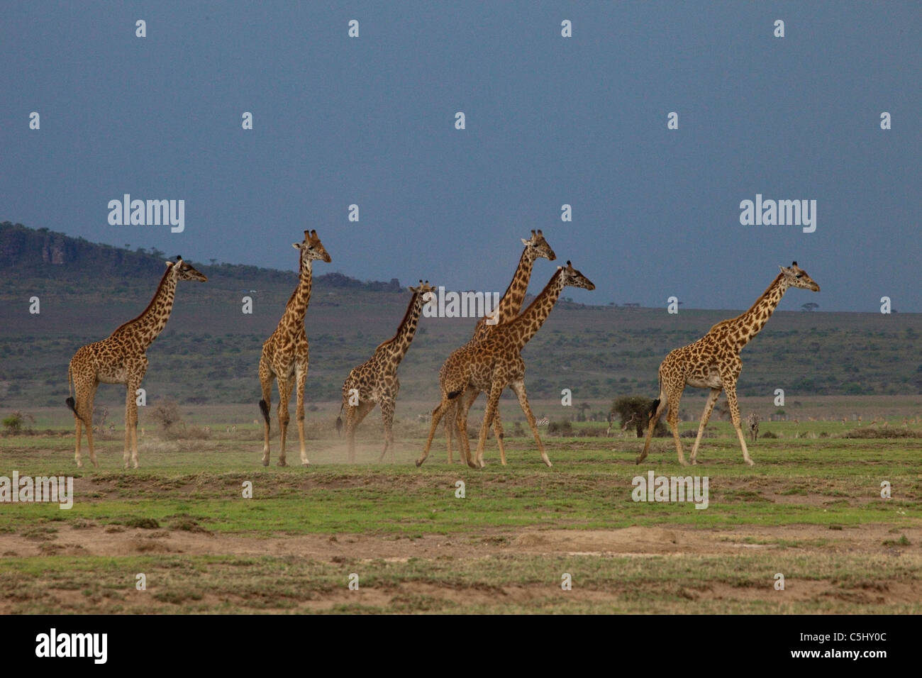 Giraffes, Giraffa camelopardalis, Serengeti Tanzania Stock Photo