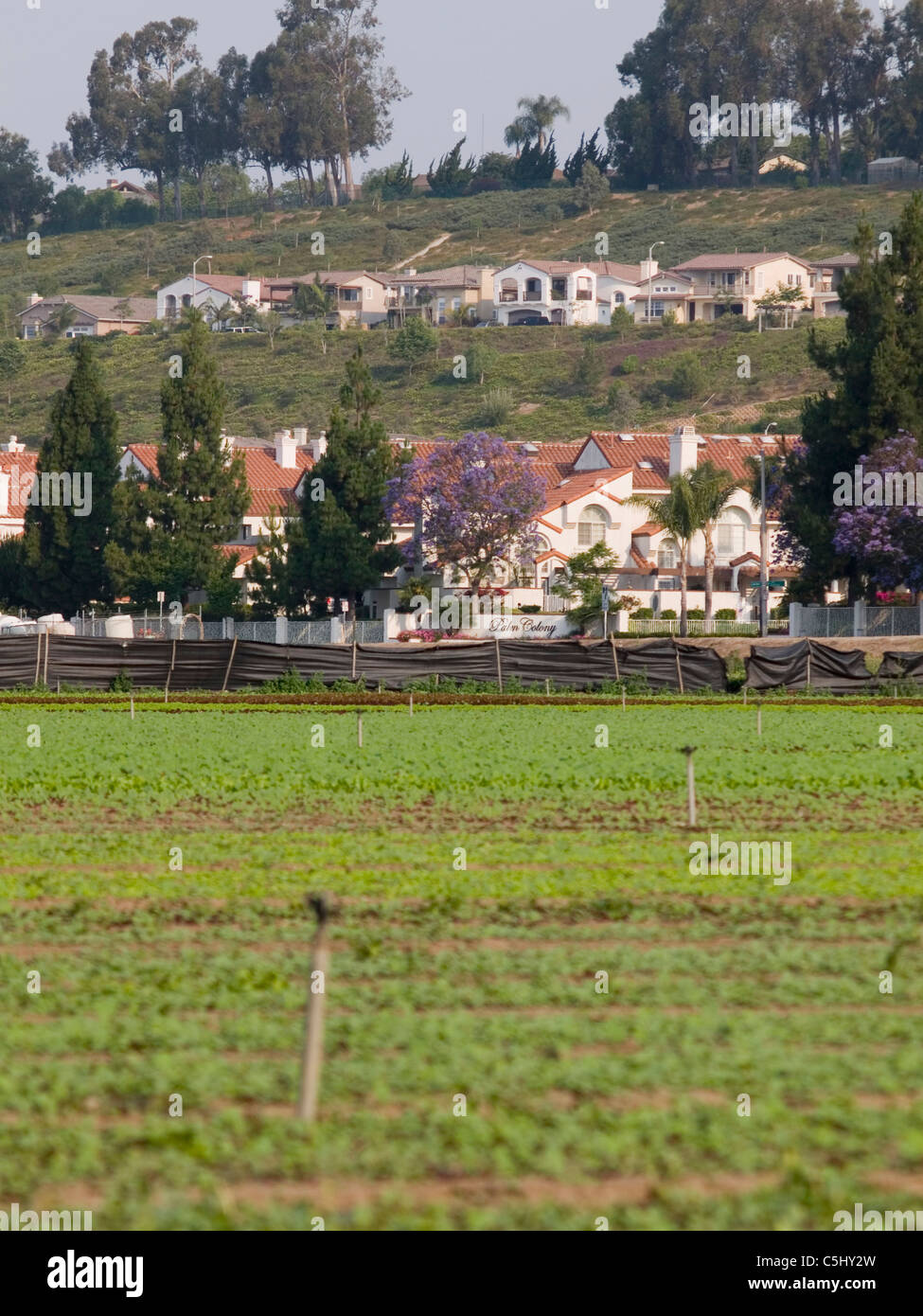 Farm fields contrast with houses in Camarillo, California Stock Photo