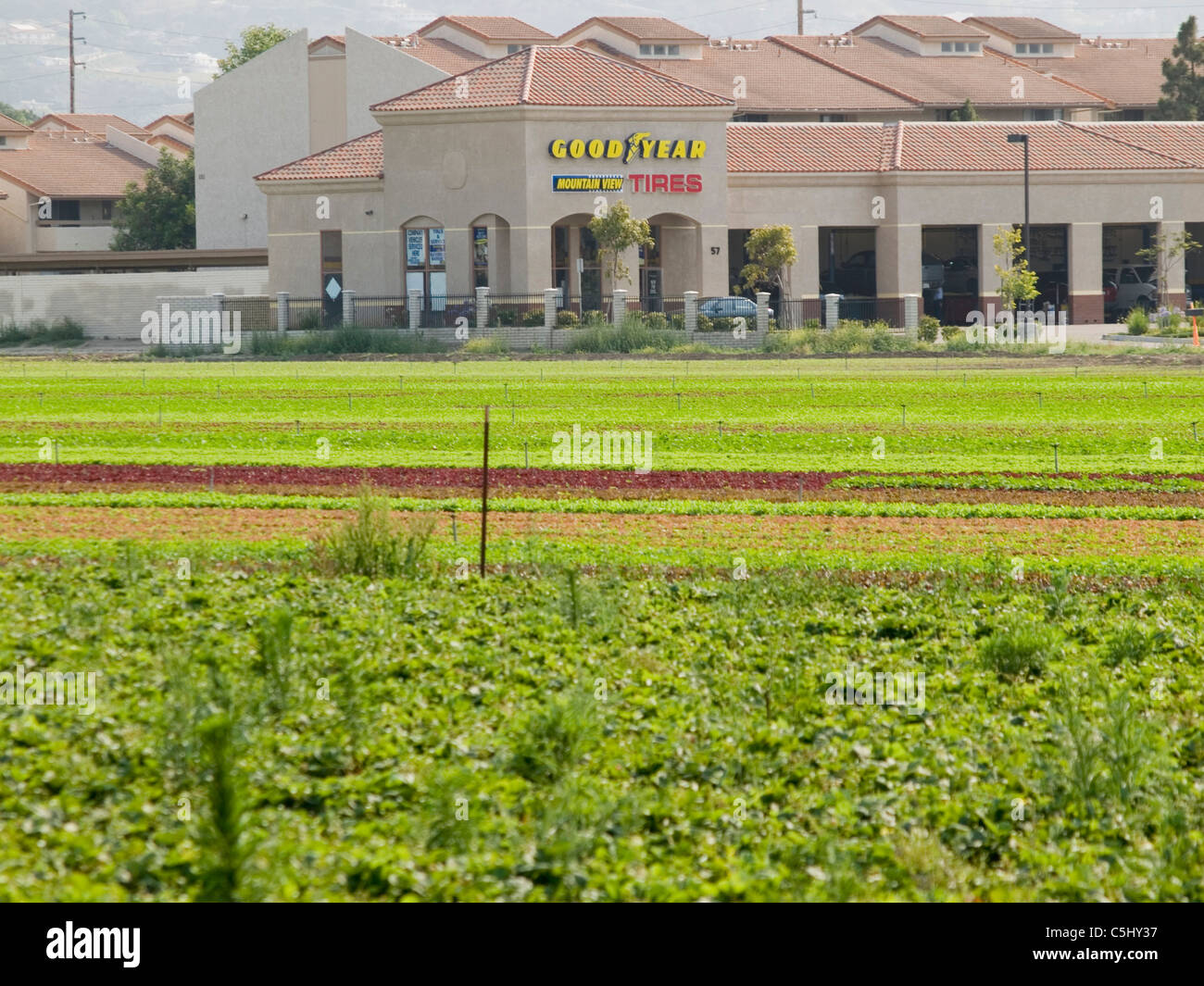 Farm fields contrast with houses in Camarillo, California Stock Photo