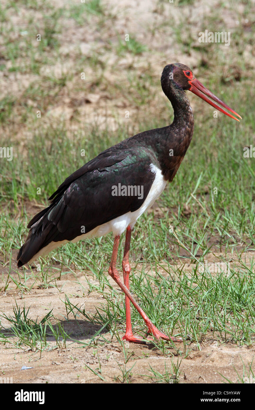 Black Stork, Ciconia nigra, Tanzania Stock Photo